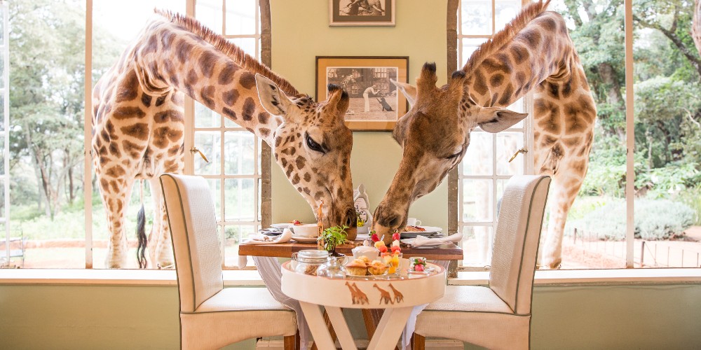 giraffes-giraffe-manor-experiences-of-a-lifetime