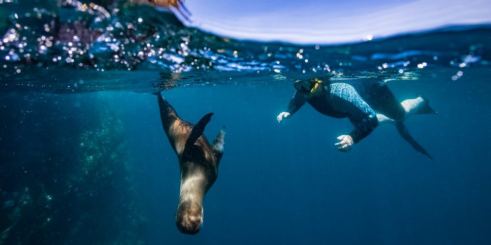 snorkelling-with-sea-lions-galapagos-islands