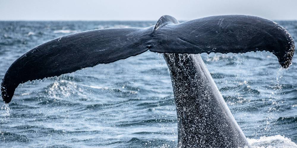 whale tail ambassador wildlife cruises