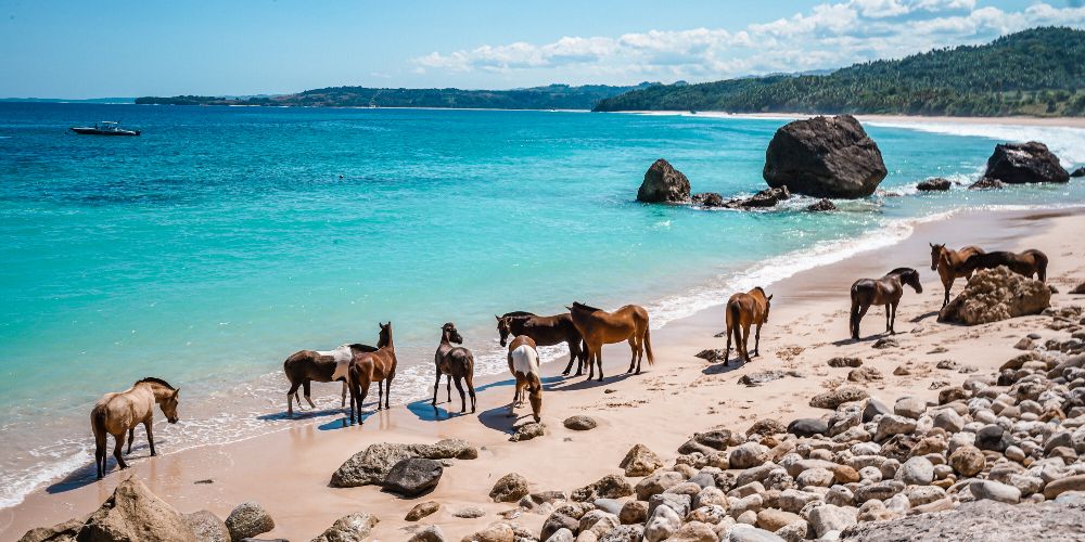 horses-on-beach-nihi-sumba-indonesia