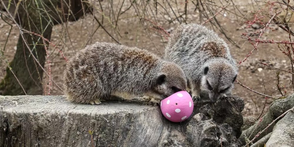 meerkats-easter-eggs-london-zoo
