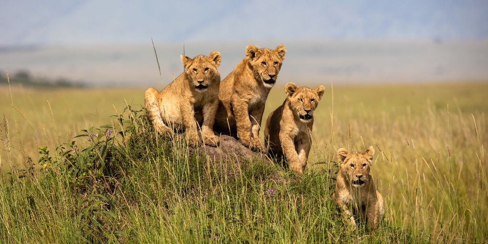 pride-of-lions-kenya-kuoni-holidays
