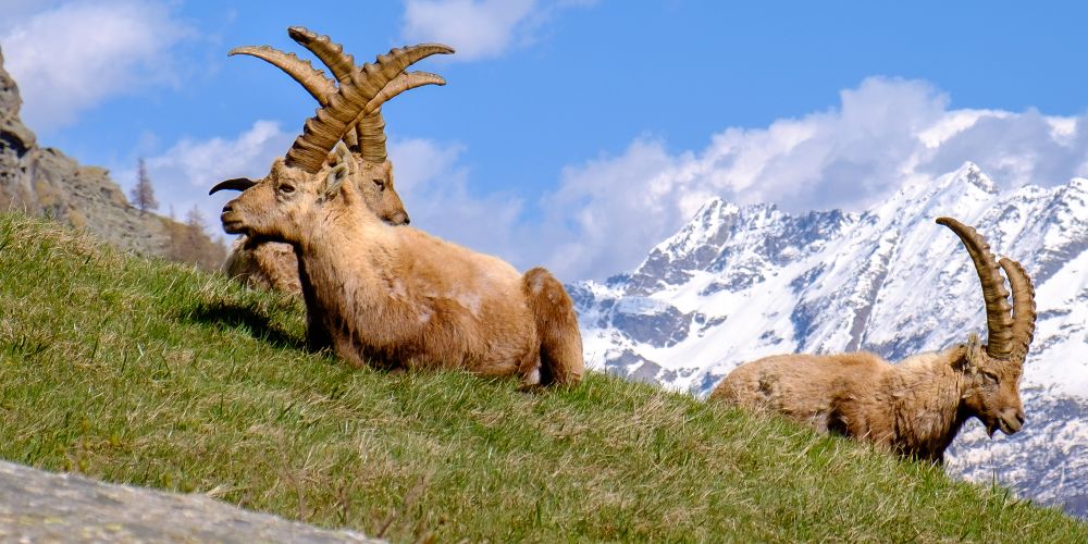 gran-paradiso-ibex