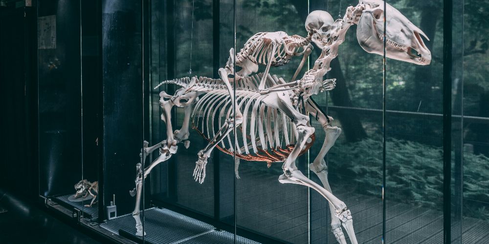 skeleton-horse-and-rider-museum-of-toulouse-korng-sok