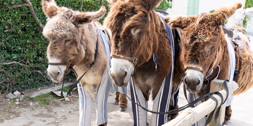 donkeys-PJs-ile-de-re-family-cycling-holiday