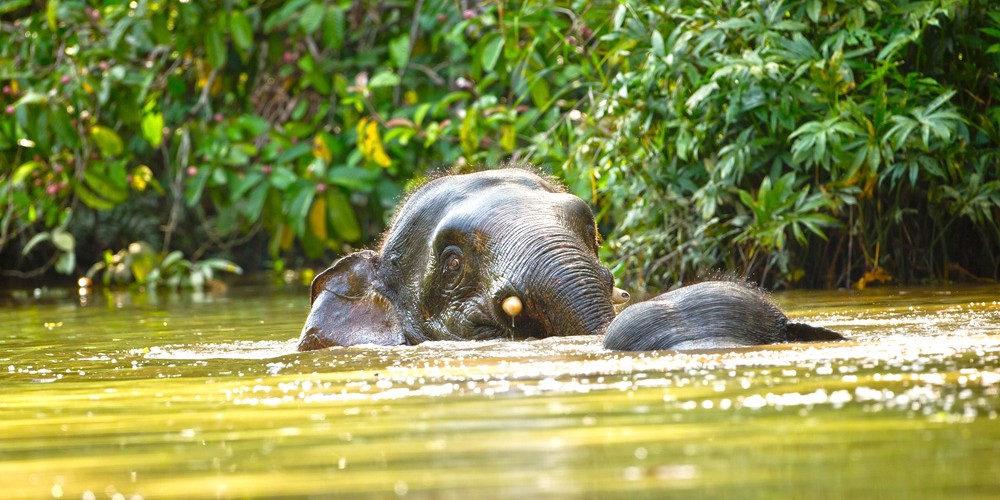 elephant-in-kinabatangan-river-borneo