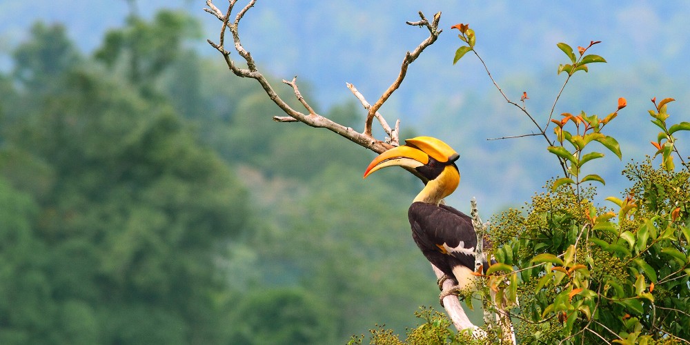 great-hornbill-sabah-borneo