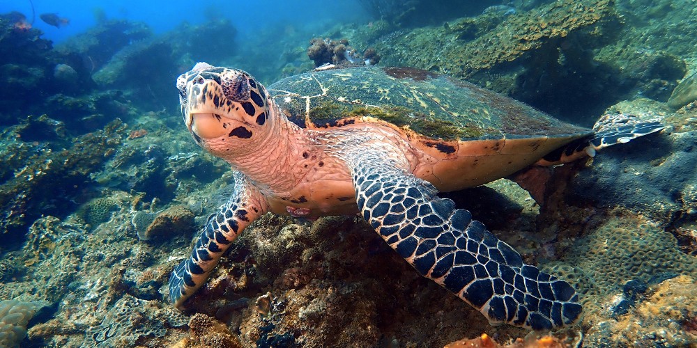 hawksbill-turtle-tunku-abdul-rahman-kota-kinabalu