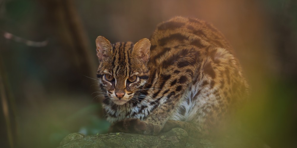 leopard-cat-borneo-wildlife-adventures