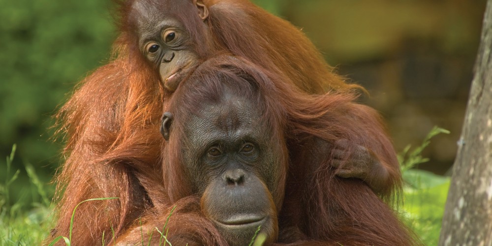 orangutan-and-baby-orangutan-malaysia