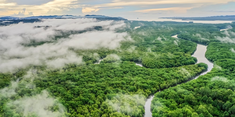 rainforest-and-river-sepilok-borneo