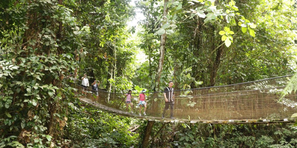 rainforest-canopy-walk-sabah-borneo