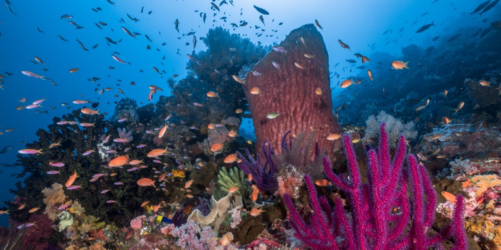 coral-reef-indonesia