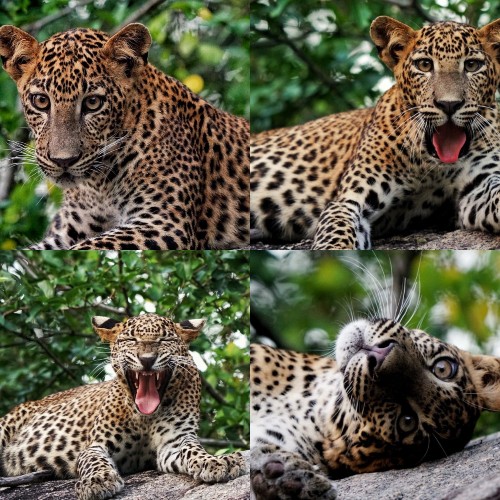 leopard-in-tree-holiday-in-sri-lanka