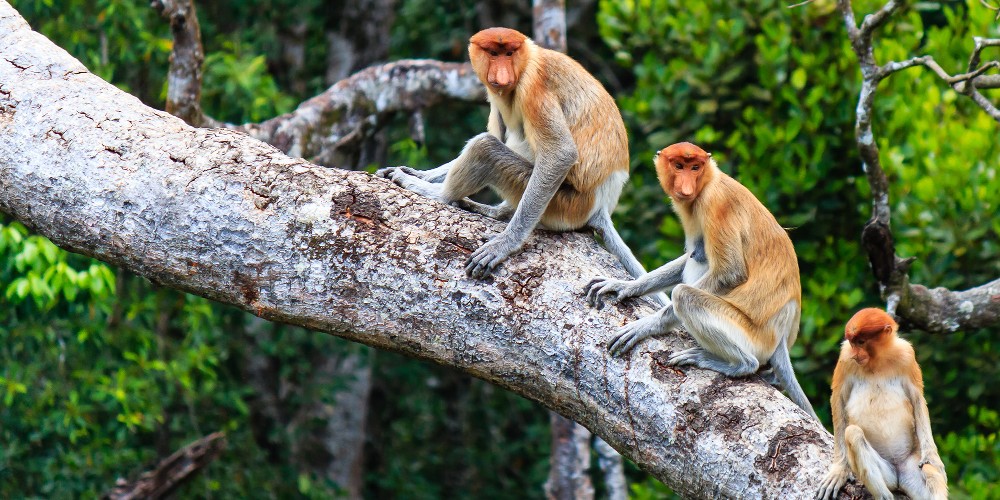 proboscis-monkeys-on-tree-borneo