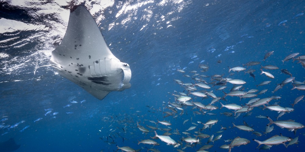 stingray-shoal-of-fish-credit-b-marcelo