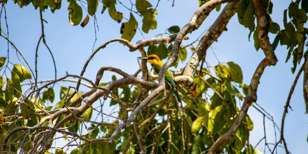 bee-eater-wilpattu-national-park-senash-thenuja