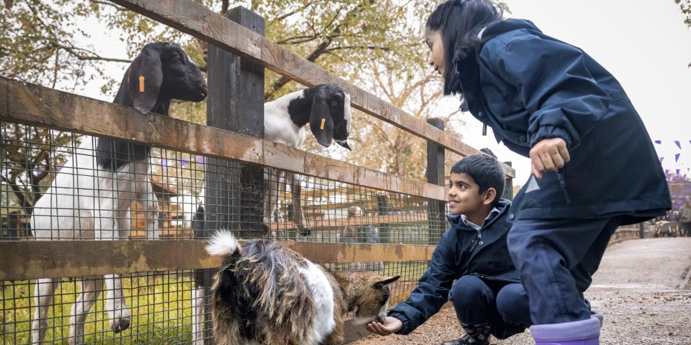 children-with-goats-aldenham-farm