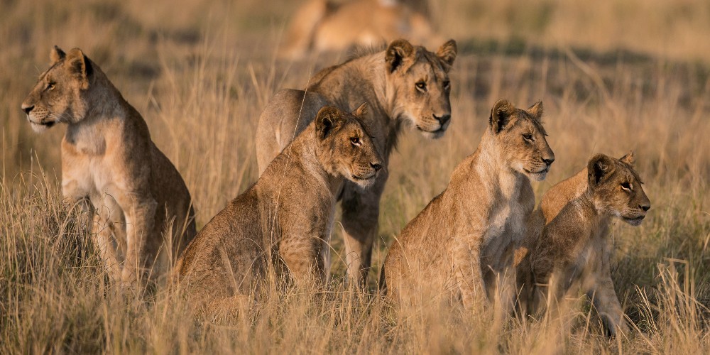 lions-masai-mara-kenya