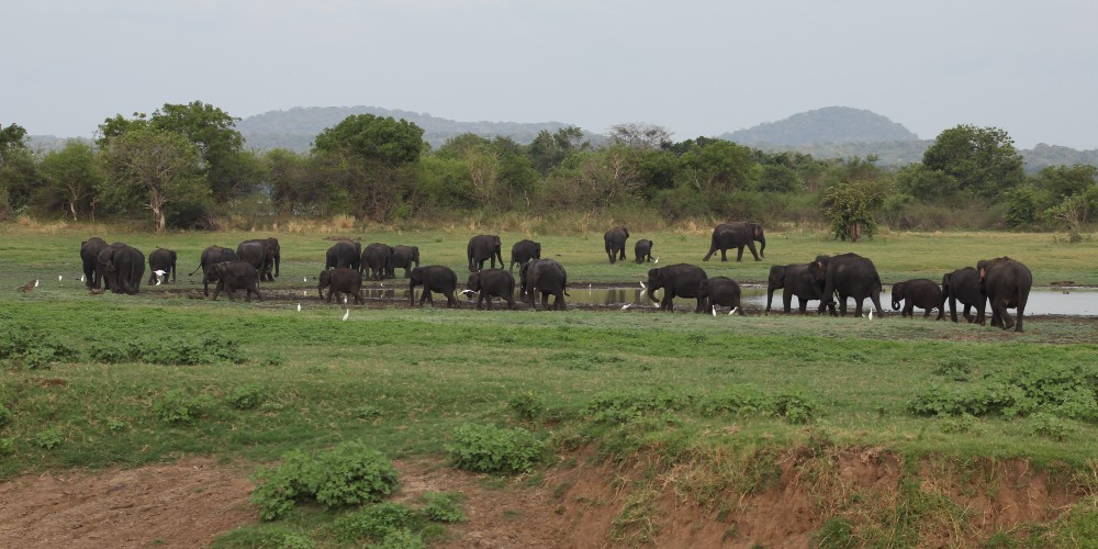 minneriya-national-park-elephants