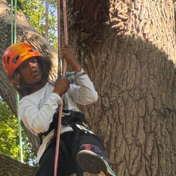 tree-climbing-holidays-in-isle-of-wight