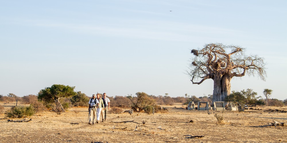 bush-walk-mashatu