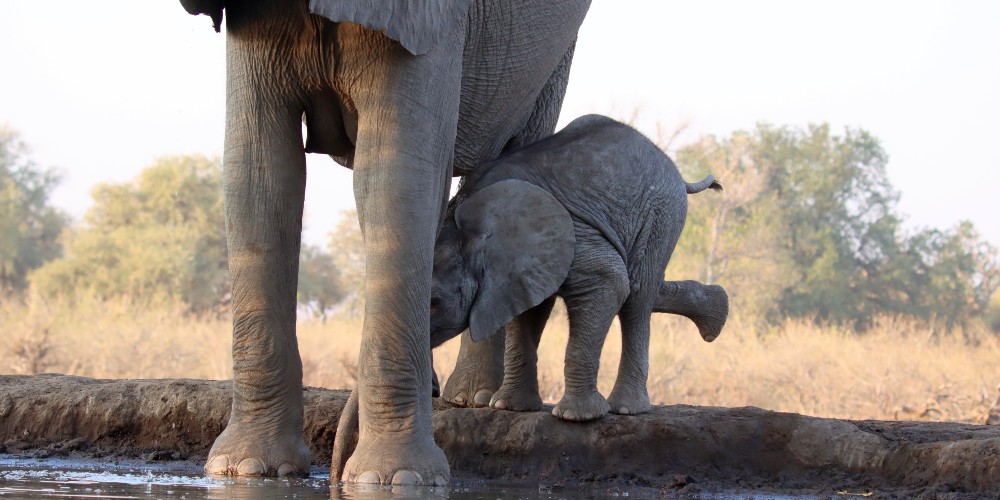 elephant-and-calf-matebole-hide-botswana