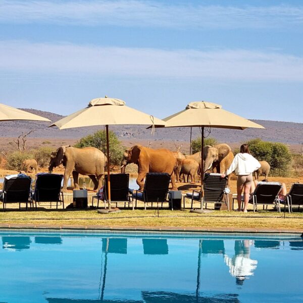 elephants-waterhole-family-safari-holiday-in-south-africa