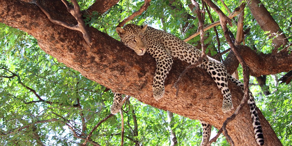 leopard-in-tree-mashatu