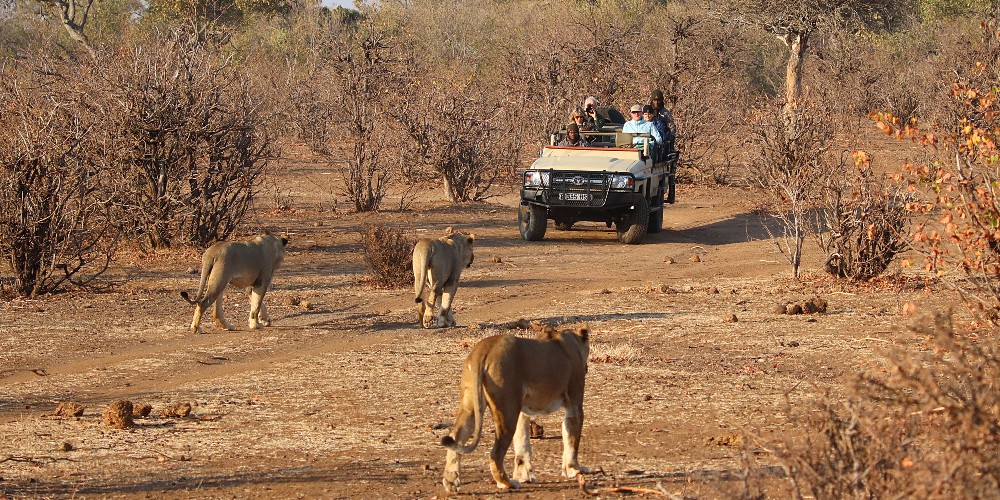 lions-on-game-drive-mashatu