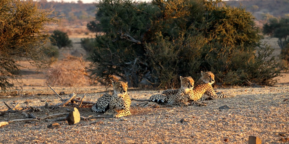 sub-adult-cheetah-mashatu