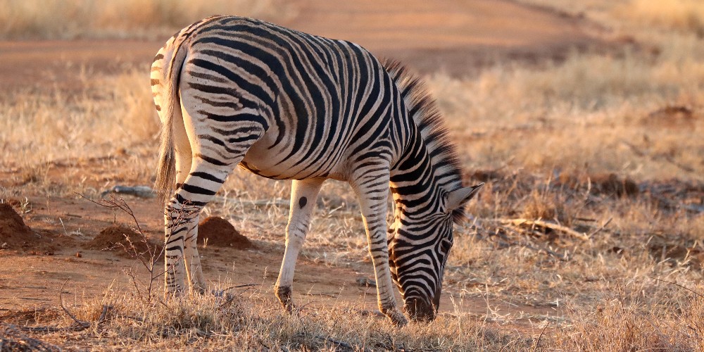 zebra-madikwe-first-family-safari