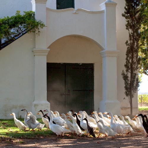 ducks-on-parade