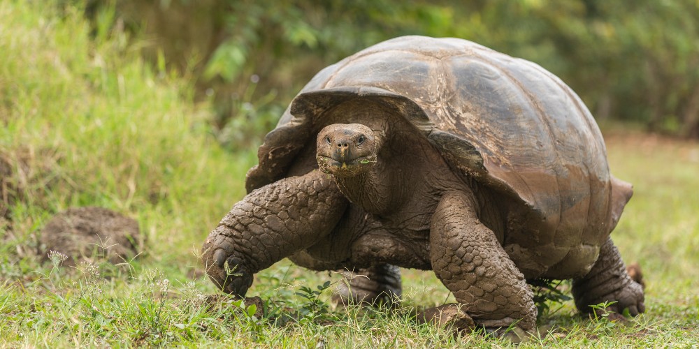 tortoise-galapagos-islands-family-holidays-to-Latin America