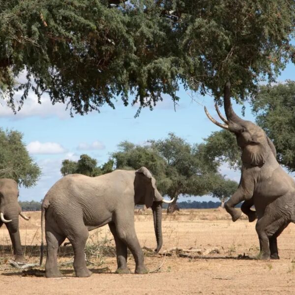 top-elephants-africa-mana-pools-zimbabwe