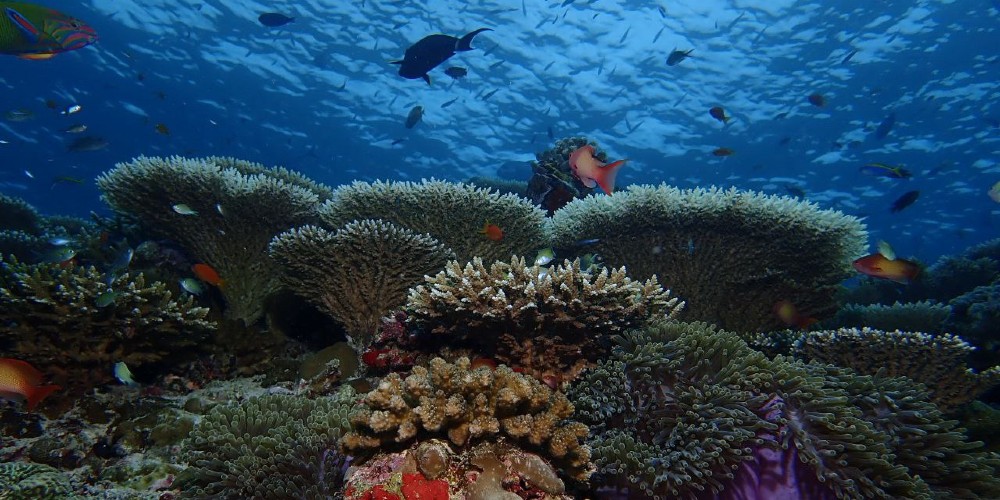 coral-reef-zanzibar-tanzania