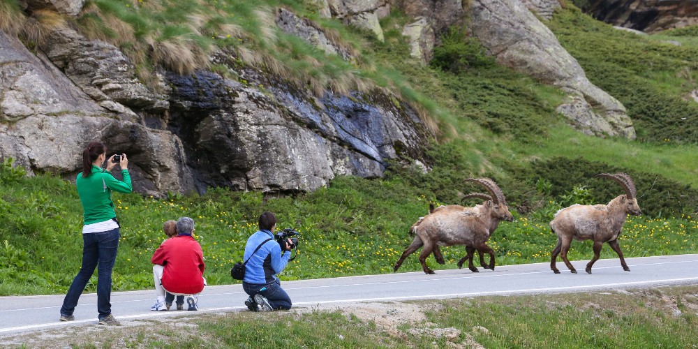 ibex-on-road-valsavarenche-gran-paradiso