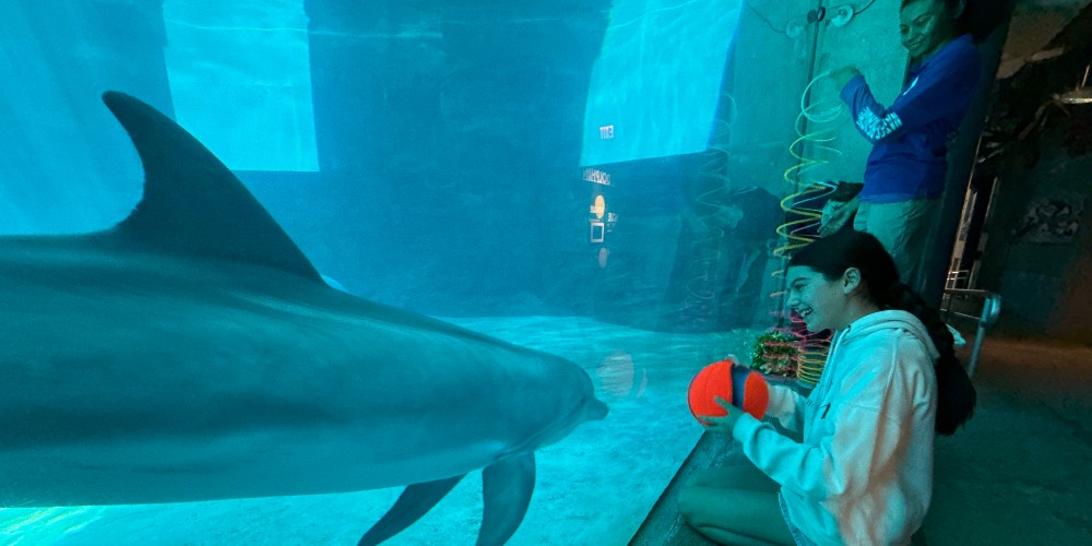 child-dolphin-playing-aquarium