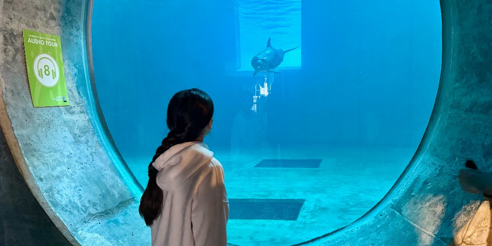 girl-dolphin-clearwater-marine-aquarium