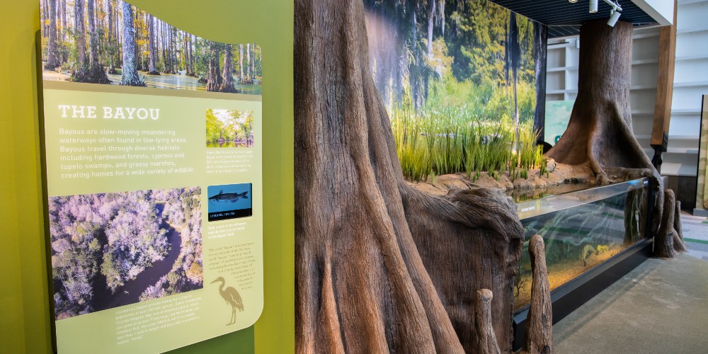 the-bayou-aquarium-exhibit