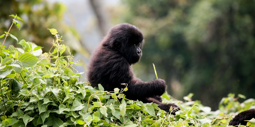 baby-gorilla-rwanda