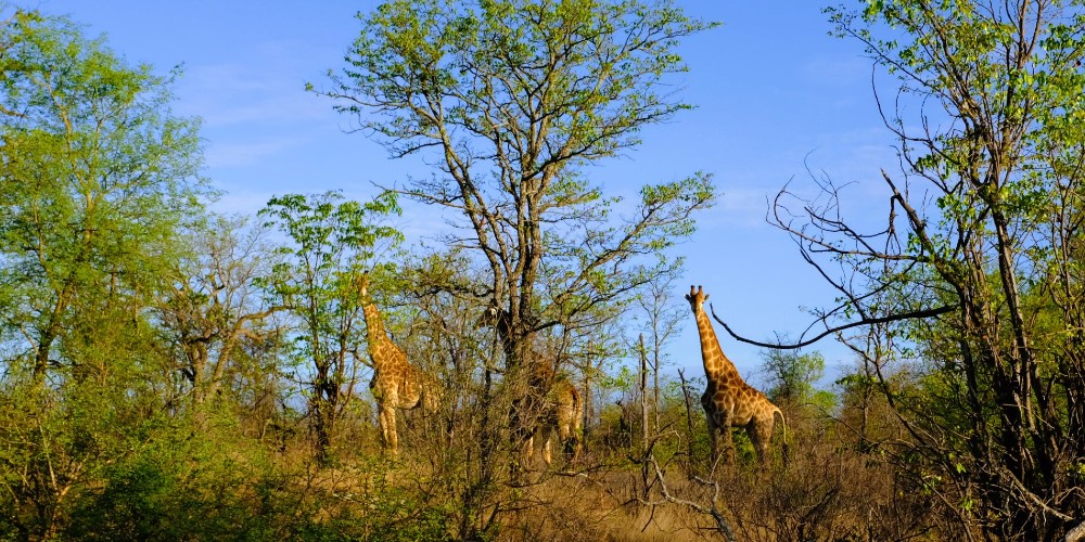 giraffes-kruger-national-park-south-africa