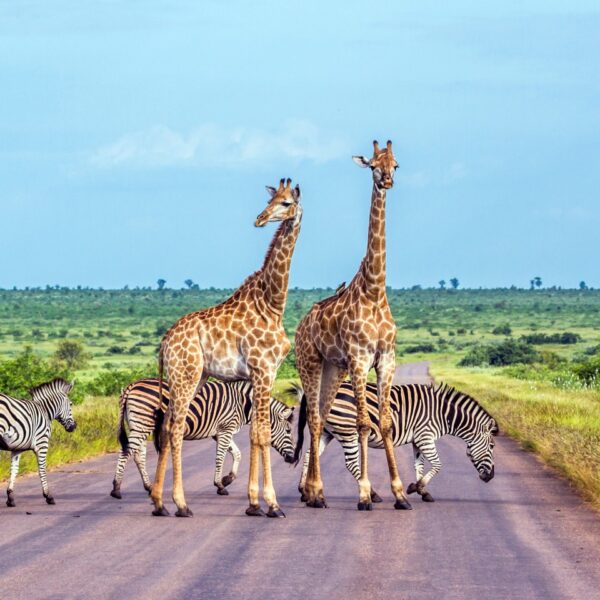 kruger-national-park-south-africa-family-safari-holiday