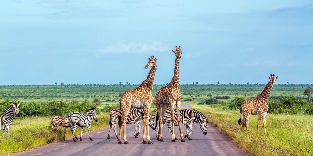 kruger-national-park-south-africa-family-safari