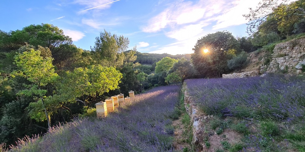 lavender-fields-beehives-lou-calen