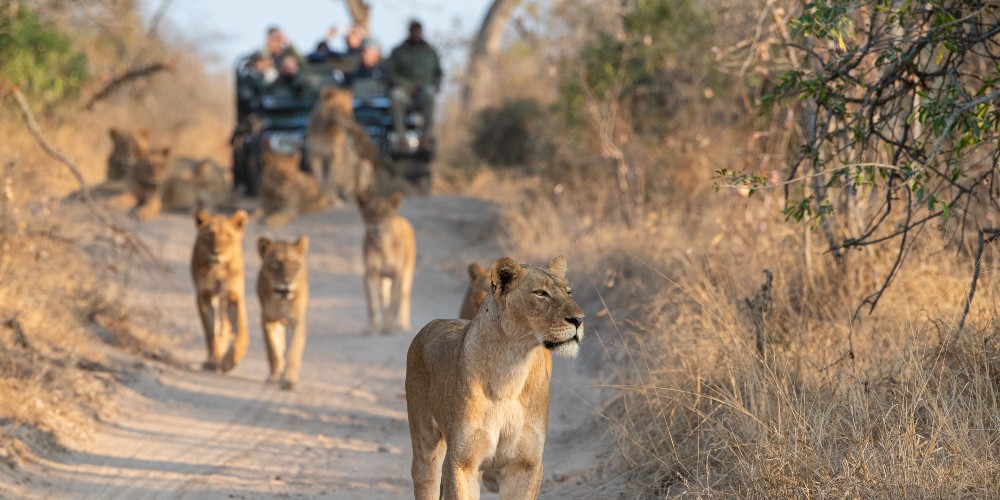 lions-on-safari-holidays-with-children