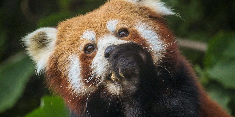 red-panda-lympne-safari-park