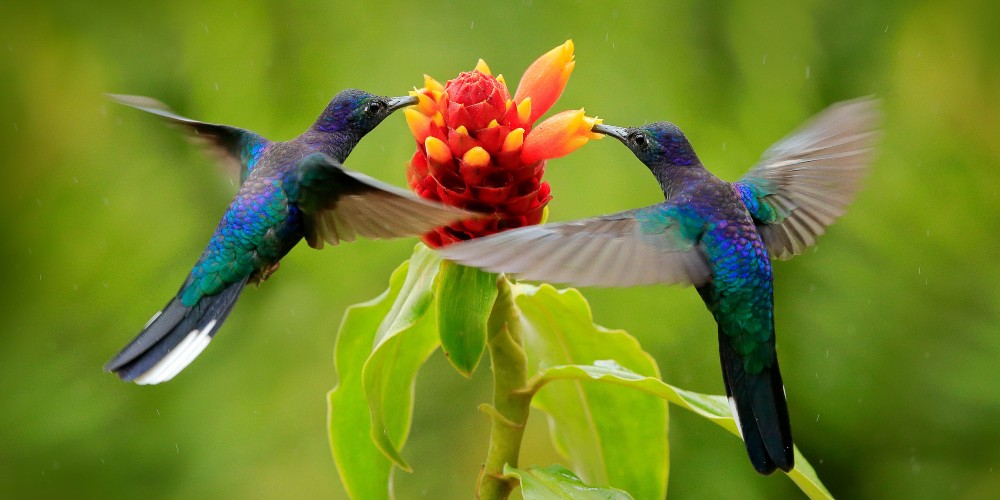 blue-hummingbirds-costa-rica-family-trip