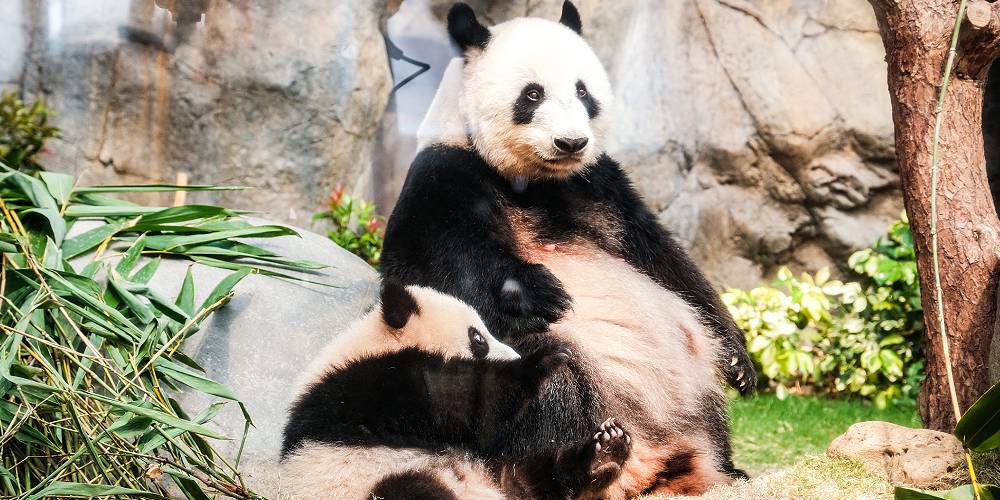 hong kong ocean park