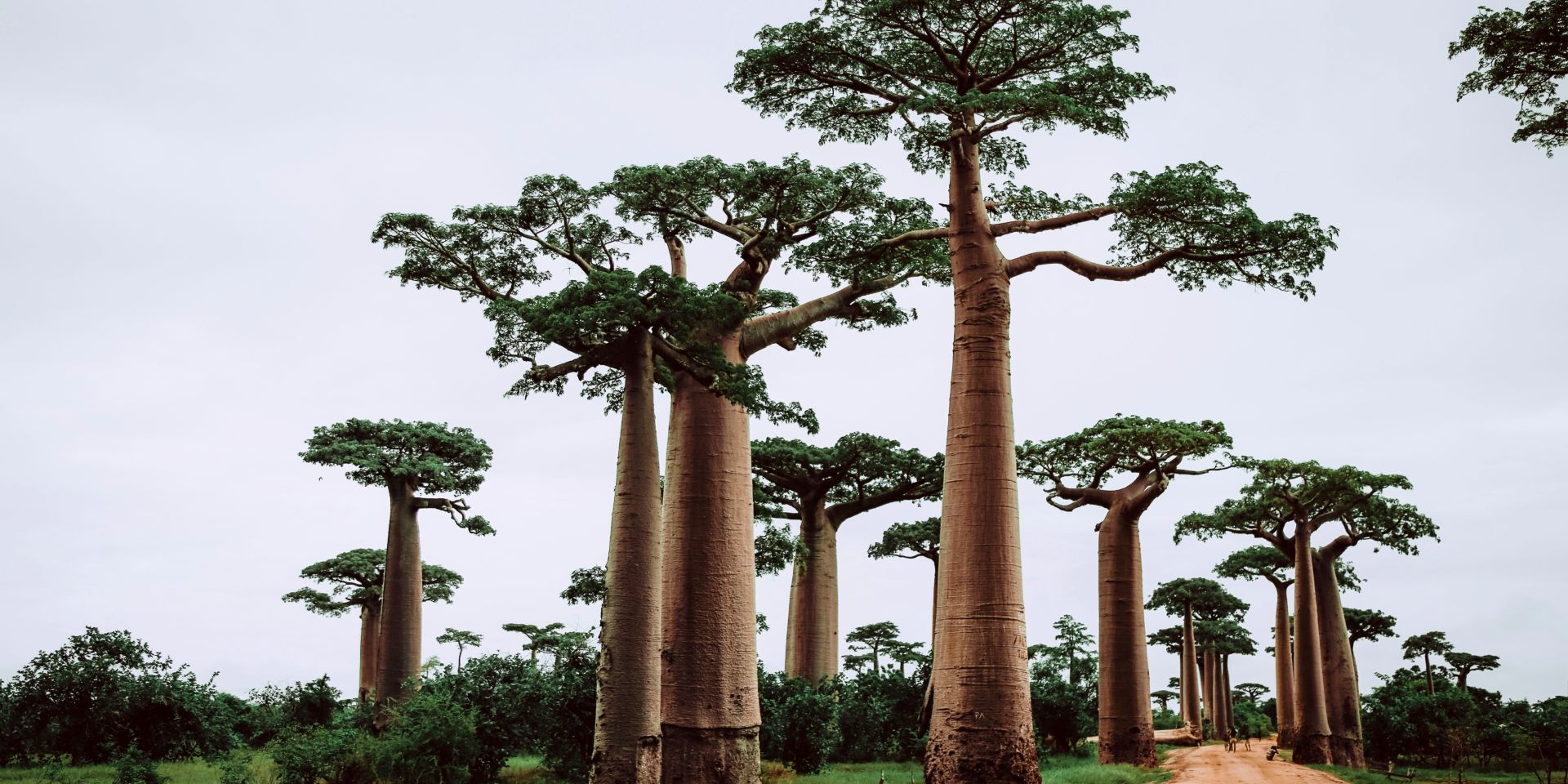 Madagascar